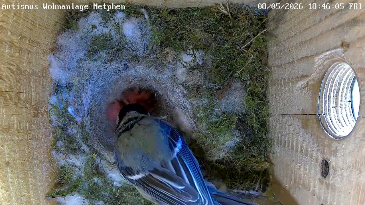 Schlüpfende Küken an der Autismus Wohnanlage Unglinghausen | 08.09.2026