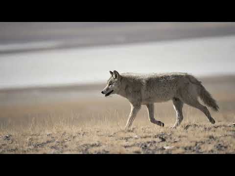 URNA Chahar Tugchi #11. "Duun / Voices" New CD Release 2025