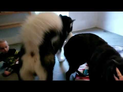 The dog and bear(saima batool)