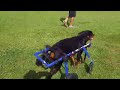 four wheel dog wheelchair video