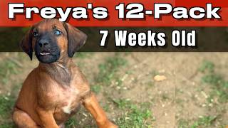 Video preview image #10  Breeder Profile in FRESNO, CA, USA