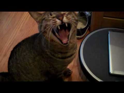 Cat meows and yawns at the same time