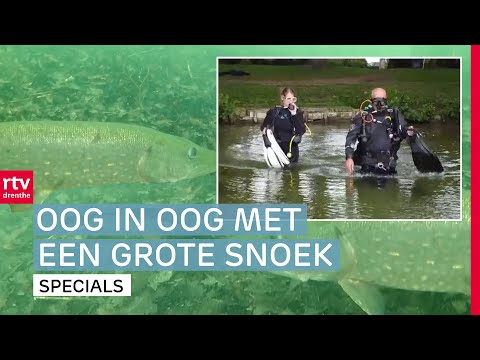 Duikbril op en flippers aan: duiken in Drenthe bij Engelgaarde | Spetterend Drenthe (5)