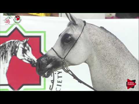 N 633 CELSJUSZ   UAE Nationals 2019