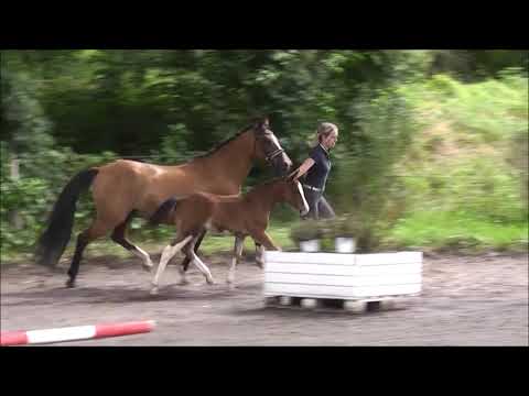 PAV Vienetta NEU am 5.7.21