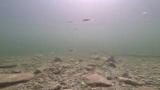 Underwater | BC Hydro Reservoir