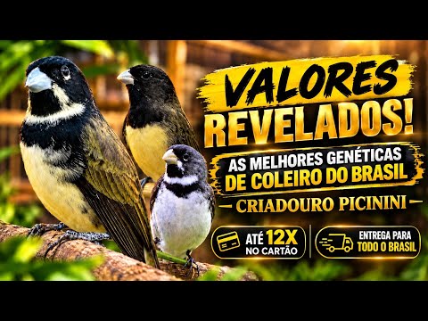CRIADOURO PICININI REVELA OS VALORES DAS SUAS GENÉTICAS DE COLEIRO!