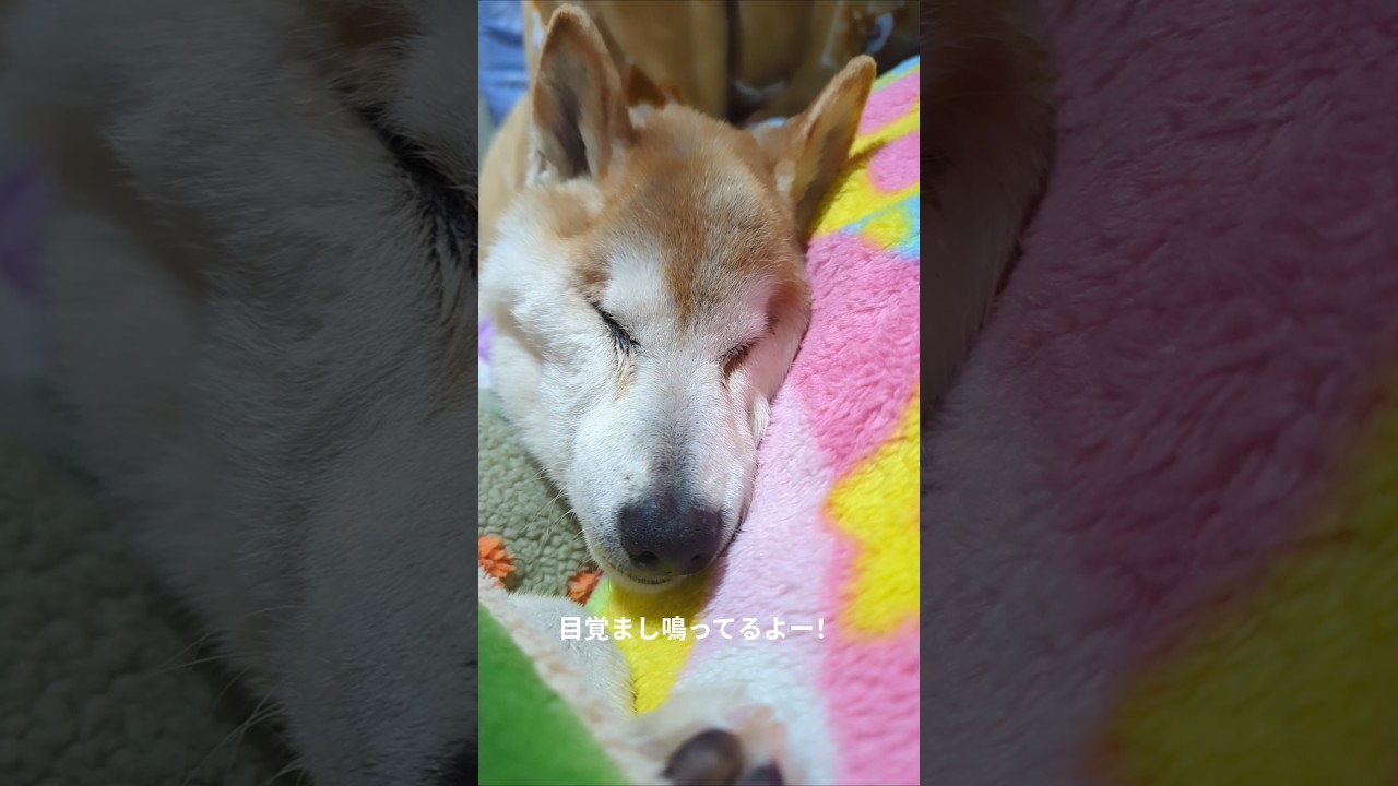 起きない柴犬　 #shiba #柴犬
