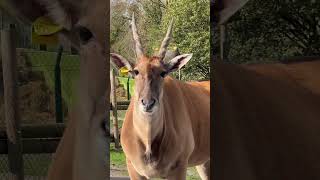Download lagu Eye 👁️ to eye 👁️ with eland 😀 #nature #safari #animal #eland mp3