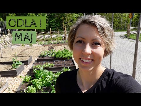 Odla i MAJ - Allting är utflyttat till växthuset och nu har jag också sått en del utomhus