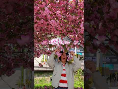 이쁘구나~~ 만개했구나~~ 구미에는 봄이 두번 옵니다. #구미 #벚꽃명소 #꽃 #여행