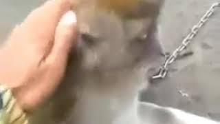 Download lagu Monyet te melas ora due pacarr...? mp3 Download lagu Monyet te melas ora due pacarr...? mp3
