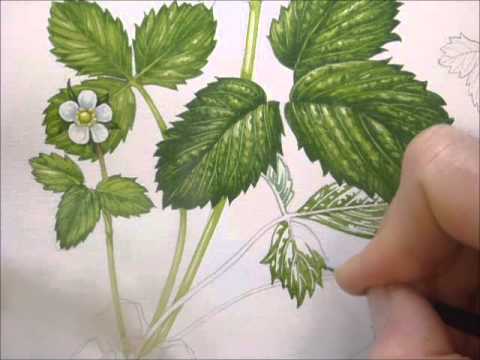 Botanical Illustration of a Wild Strawberry by Lizzie Harper