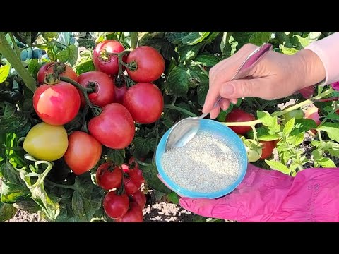 Posyp pomidory w czerwcu. Nie nadążysz zbierać plony