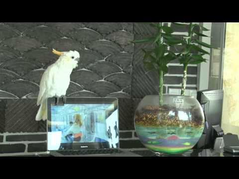 Il pappagallo canta “Gangnam style”