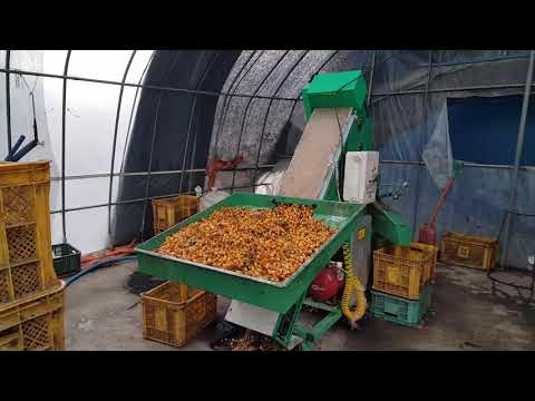 탈피세척기(은행,호두)