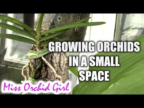 Ideas for growing orchids in a small space