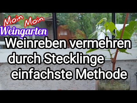 Propagating grapevines through cuttings is the easiest method. Update