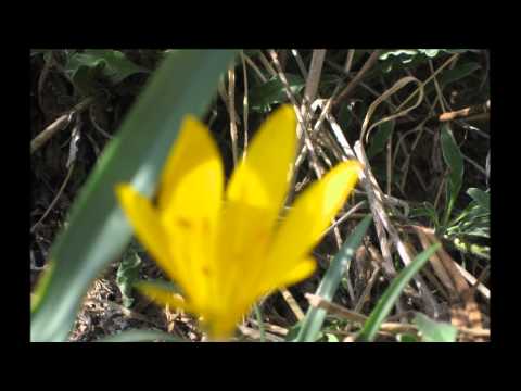 רחוק רחוק - חוה אלברשטיין