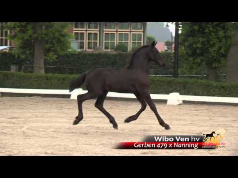 23   Wibo Ven hv   Gerben 479 x Nanning