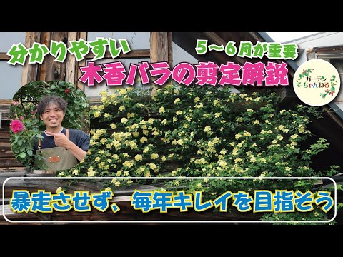 いくつかのわかりやすい手順でテラスを春に向けて準備する方法  庭園