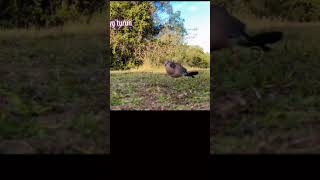 Download lagu Gak Ada BL Yg Turun Musim Hujan #tekukurgacor #shortvideo #tekukur mp3