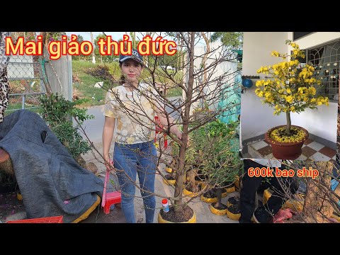 Giao lưu lô mai giảo thủ đức 18/3♡Kim chi 0788.753.876 zalo