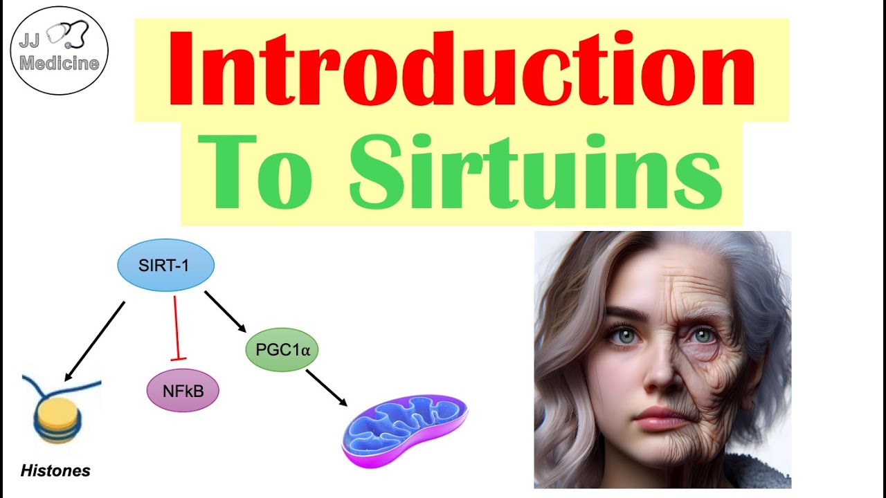 Introduction To Sirtuins - The Key To Longevity? | Metabolism, Inflammation and Aging
