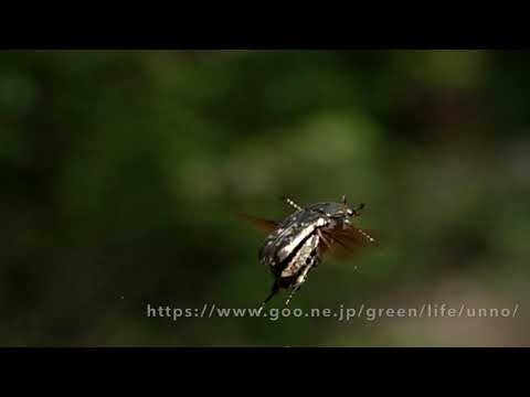 シロテンハナムグリの飛翔　Protaetia orientalis inflight