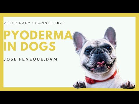 Veterinary Dermatology: The Causes, Diagnosis, And Treatment Of Pyoderma In Dogs
