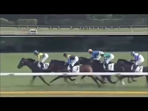 Tokyo Yushun 2016 (Japanese Derby) - Makahiki