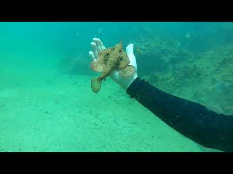Scuba diving: Salvador's Bay. Sealife in Brazil