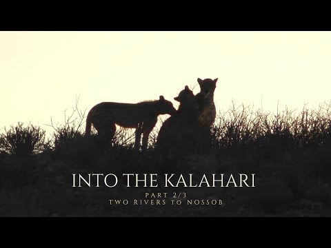 One week in the KGALAGADI  NATIONAL PARK 2/3 : Two Rivers to Nossob - december 2021