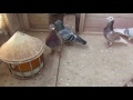 Racing Pigeons 2016
