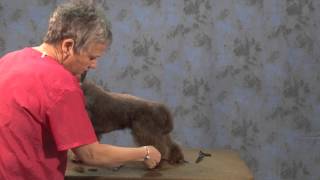 How to Start an Asian Influenced Trim on a Chocolate Poodle Mix