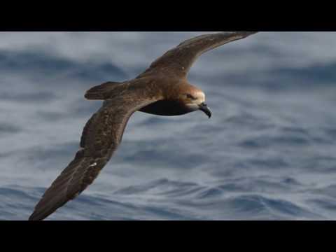 Rapanui Grey-Faced Petrel Trust - TRC Environmental Award winners 2016