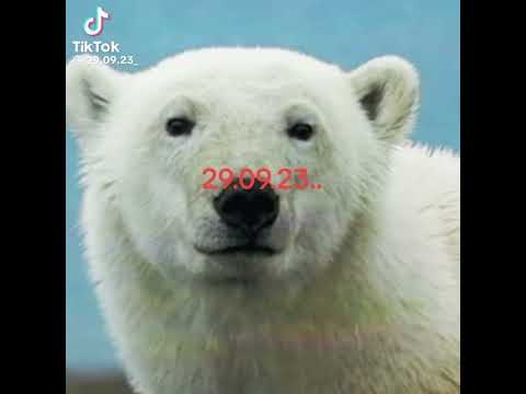 10 Creepy Polarbear Video Comparisons #1 - 29.09.23 (All from Tiktok)