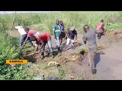 Plant 50,000 Trees In Eastern Uganda