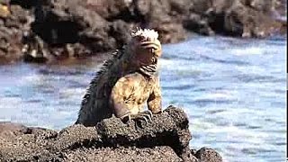 Las Tintoreras- Isabella Island, Galapagos, Ecuador
