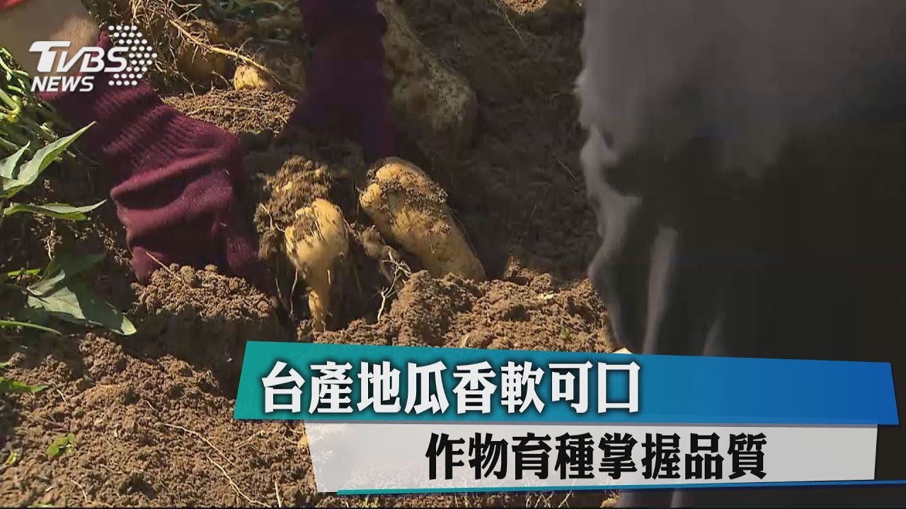 台產地瓜香軟可口 作物育種掌握品質
