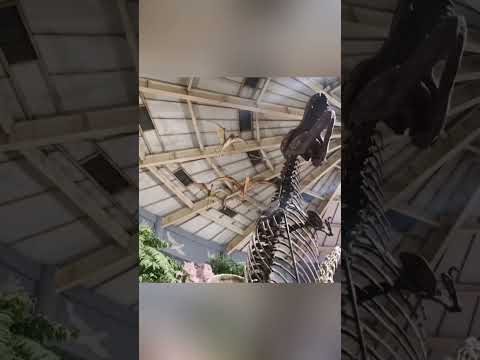 We found a pterosaur on the roof. #shots