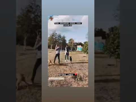 помощь животным инвалидам ПРИЮТ ДАЙ ЛАПУ ДРУГ.ЗА