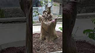 Download lagu bonsai serut formal big size prospek calon mewah mp3 Download lagu bonsai serut formal big size prospek calon mewah mp3