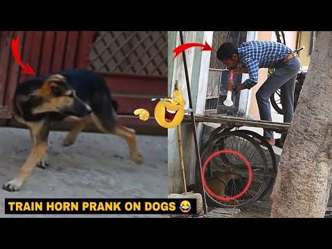 Horn Prank Dog😂//Very Funny//Nonstop Laughing//Prank With AD//#shorts #doghornprank #hornprank