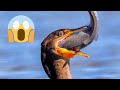 Cormorants Eating Fish Videos Compilation 2022 Cormorant Eats The Whole Fish