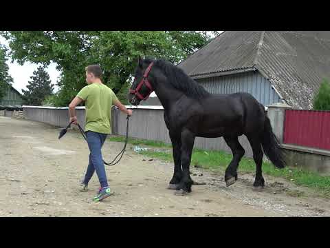 Manjii lui Adrian de la Avrig, Sibiu - 2019