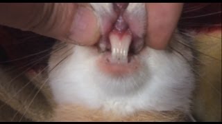 Rabbit Teeth: Don