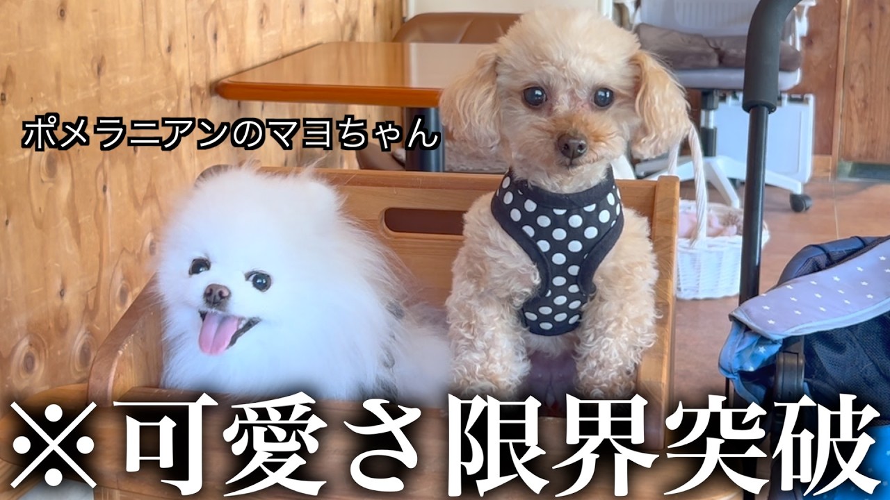 マヨちゃんと並んだだけなのに、可愛さが限界突破しました