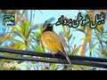 New Best Hamd Shareef Hafiz Qasim Raza Chishti بلبل طوطی پروانه