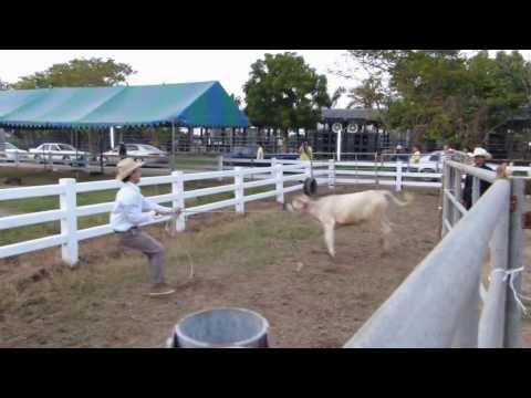 สาธิตการโยนบ่วงบาศคล้องวัวและล้มวัว ในงาน Extreme Cowboy Games 2013